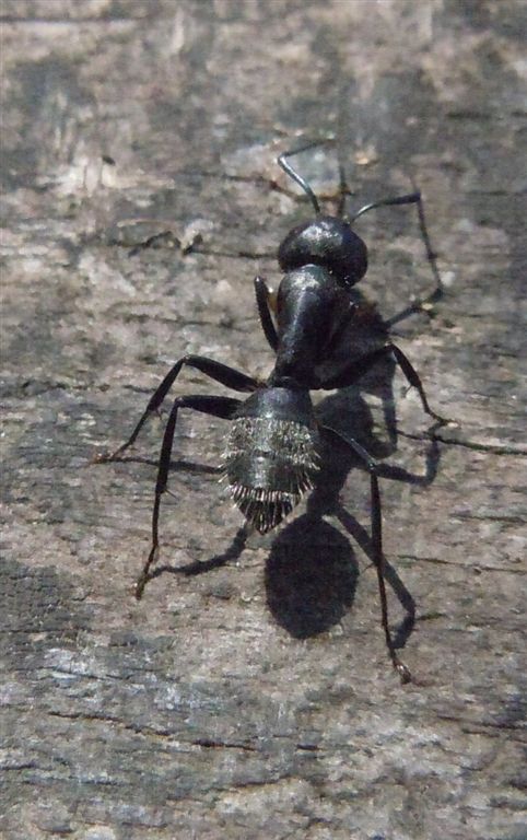 Camponotus vagus